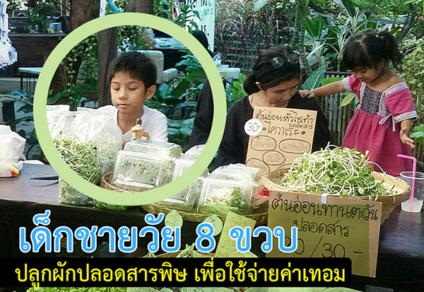 เด็กชายวัย 8 ขวบ  ปลูกผักปลอดสารพิษ เพื่อใช้จ่ายค่าเทอม